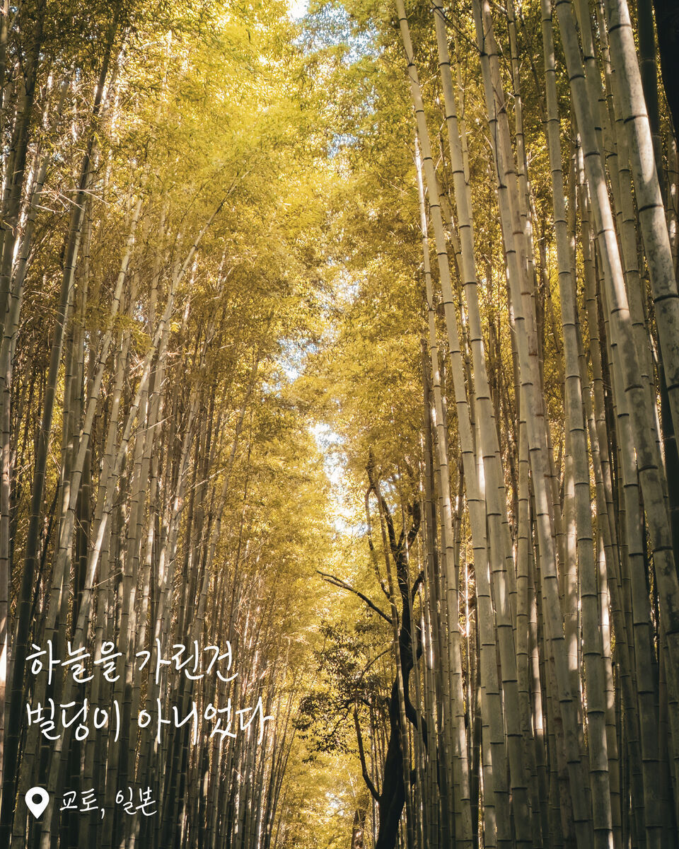 아라시야마 대나무숲길 여행 사진