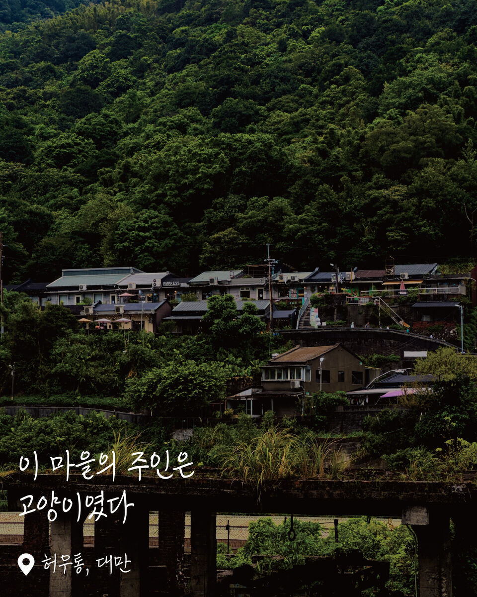 허우통 고양이마을 여행 사진